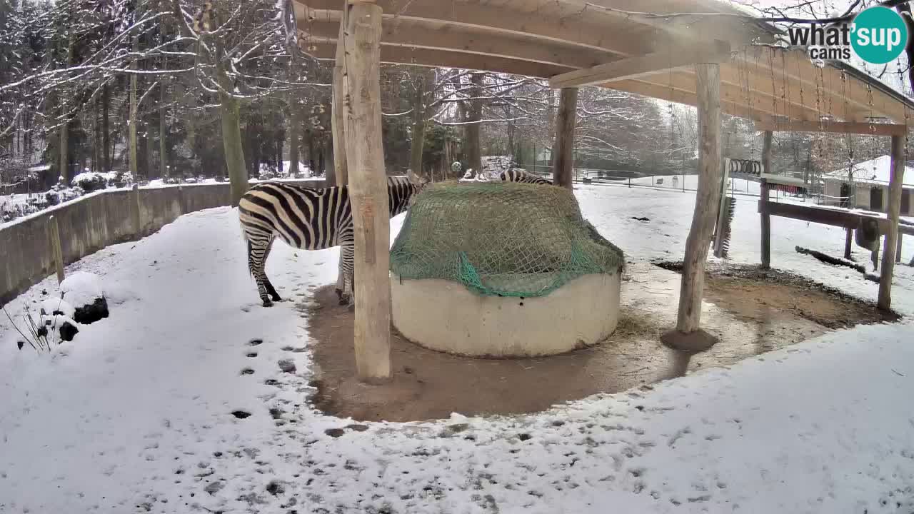 Live webcam Zebras in Ljubljana ZOO – Slovenia