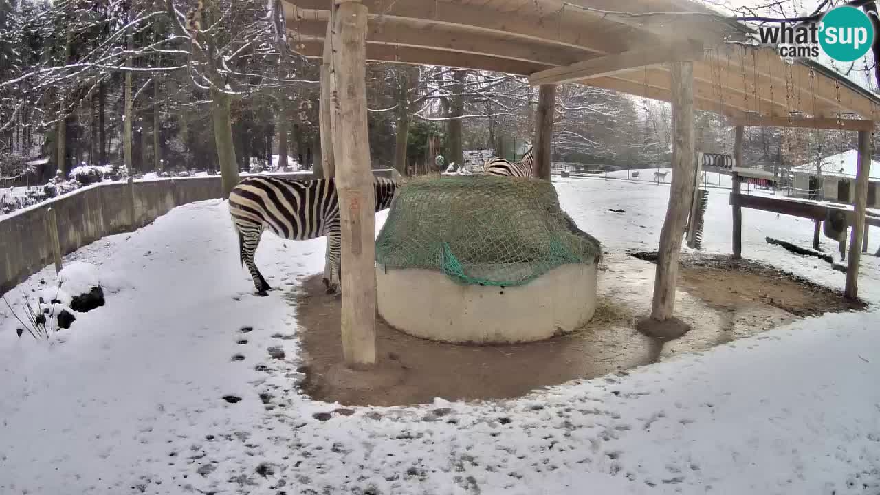 Camera en vivo Cebras in Ljubljana ZOO – Eslovenia