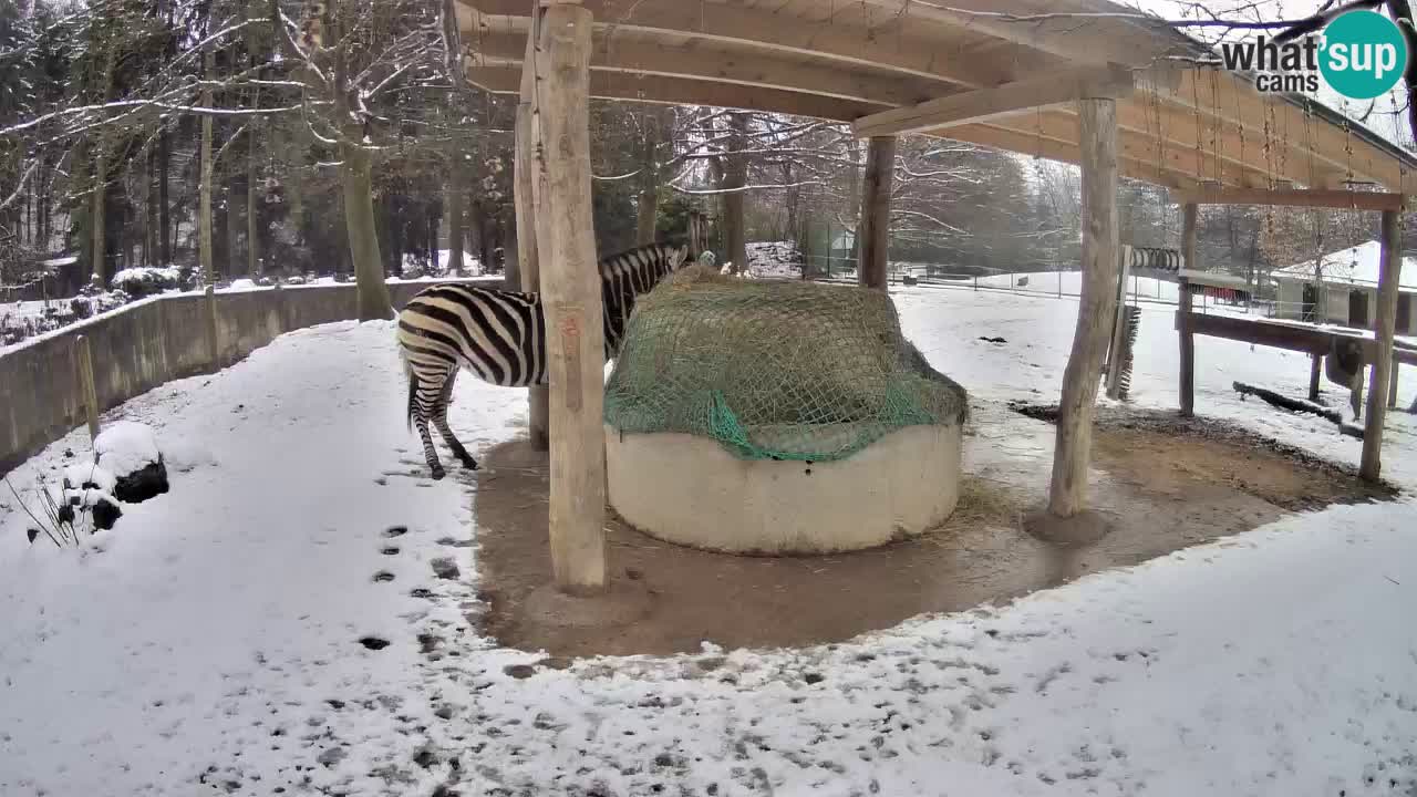 Zebre v živo v živalskem vrtu Ljubljana ZOO spletne kamere