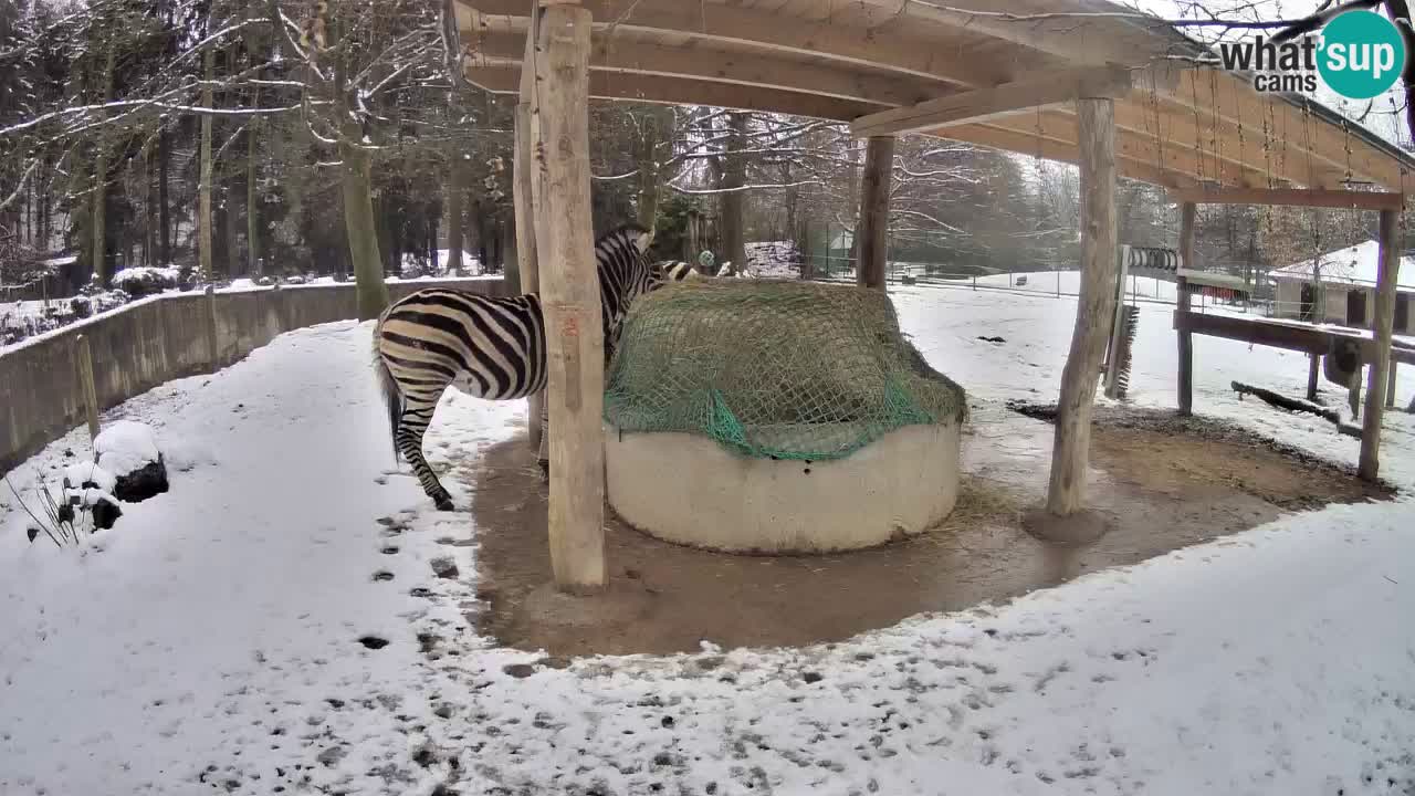 Camera en vivo Cebras in Ljubljana ZOO – Eslovenia