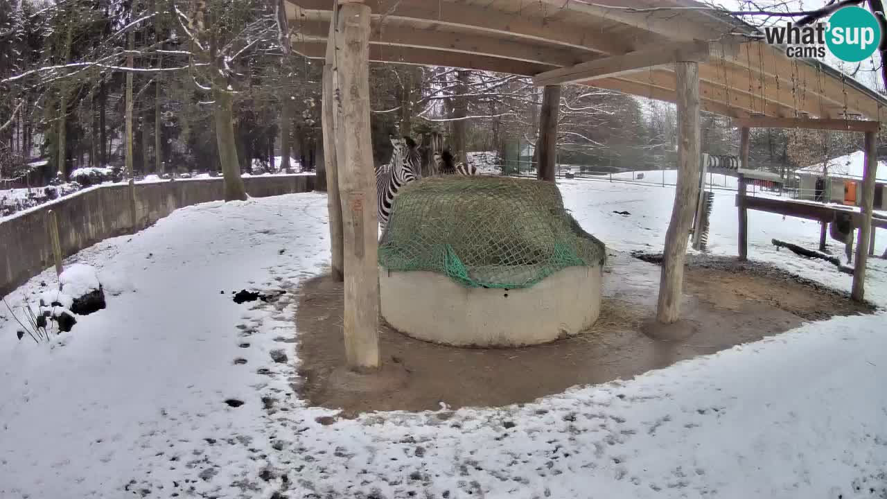 Live webcam Les zèbres in Ljubljana ZOO – Slovénie