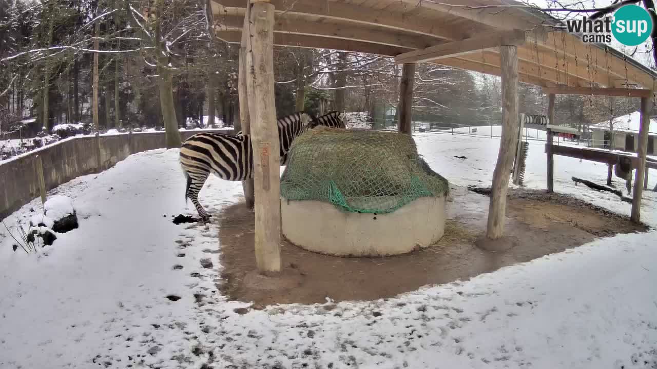 Live webcam Les zèbres in Ljubljana ZOO – Slovénie