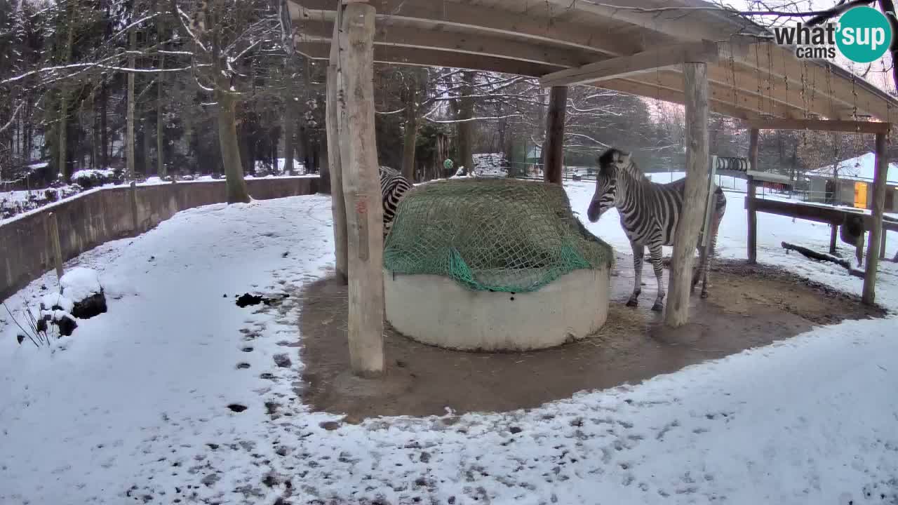 Live webcam Les zèbres in Ljubljana ZOO – Slovénie