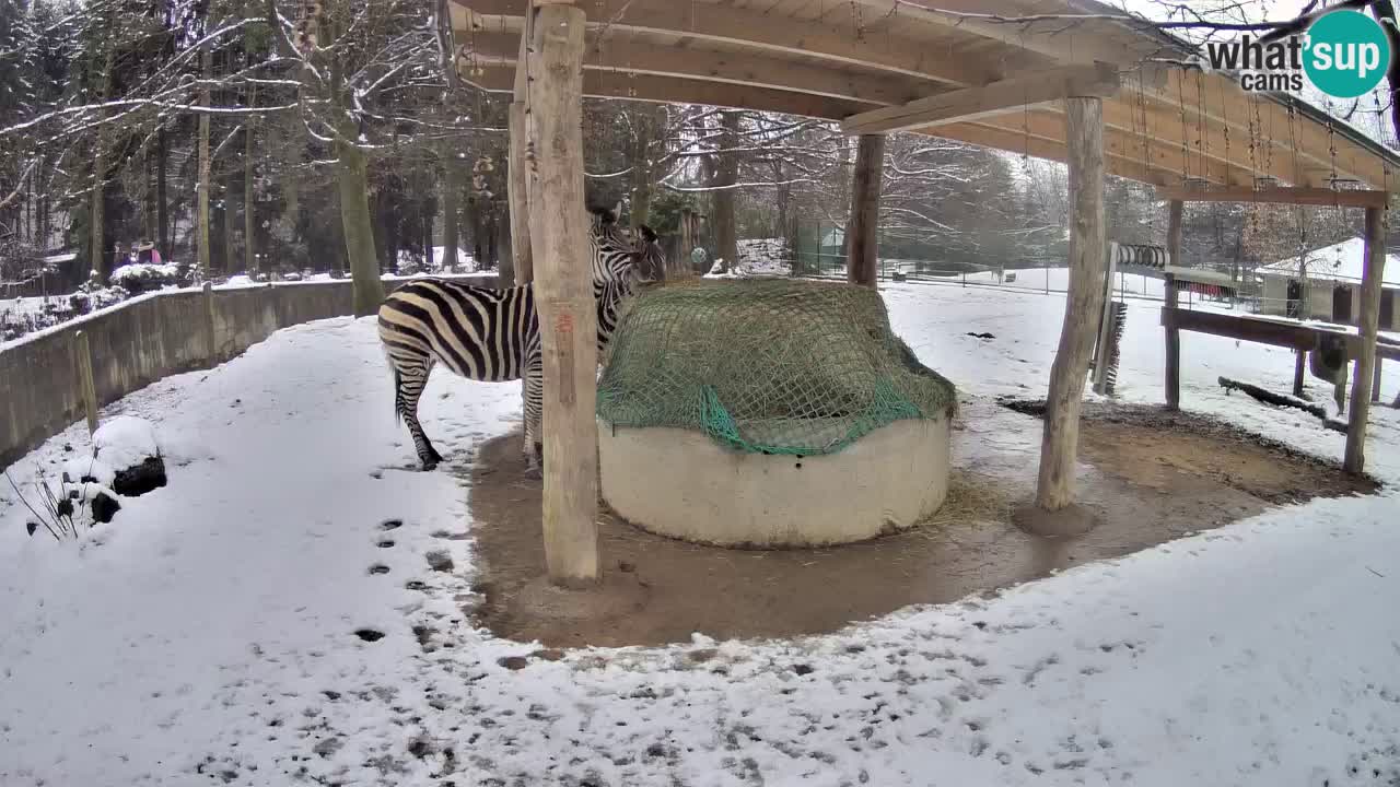 Zebre v živo v živalskem vrtu Ljubljana ZOO spletne kamere