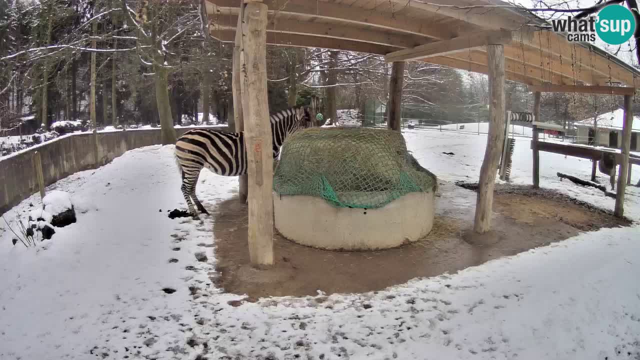 Le Zebre nello ZOO di Ljubljana – Slovenia Live webcam