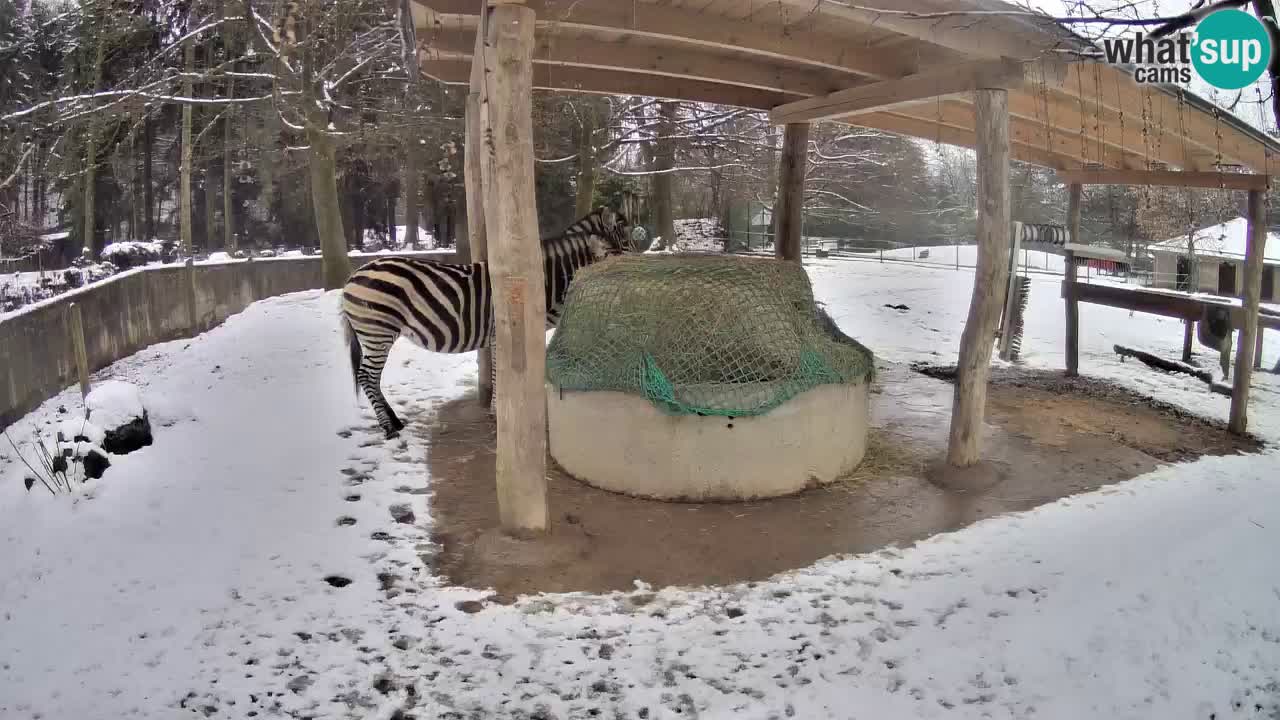 Live webcam Les zèbres in Ljubljana ZOO – Slovénie