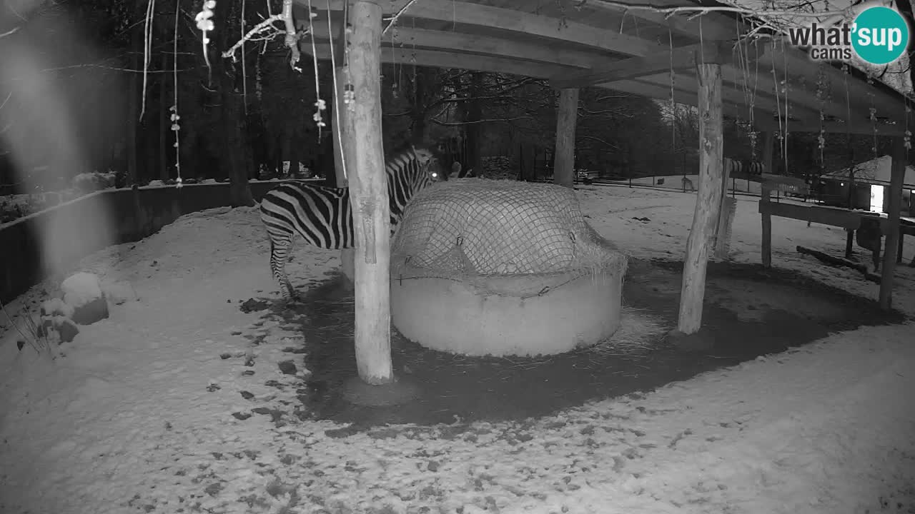 Live webcam Les zèbres in Ljubljana ZOO – Slovénie