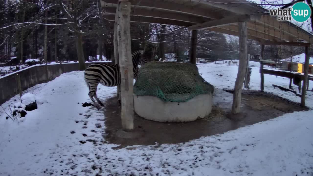 Live webcam Les zèbres in Ljubljana ZOO – Slovénie