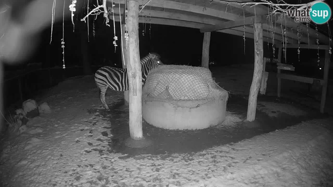 Live webcam Zebras in Ljubljana ZOO – Slovenia