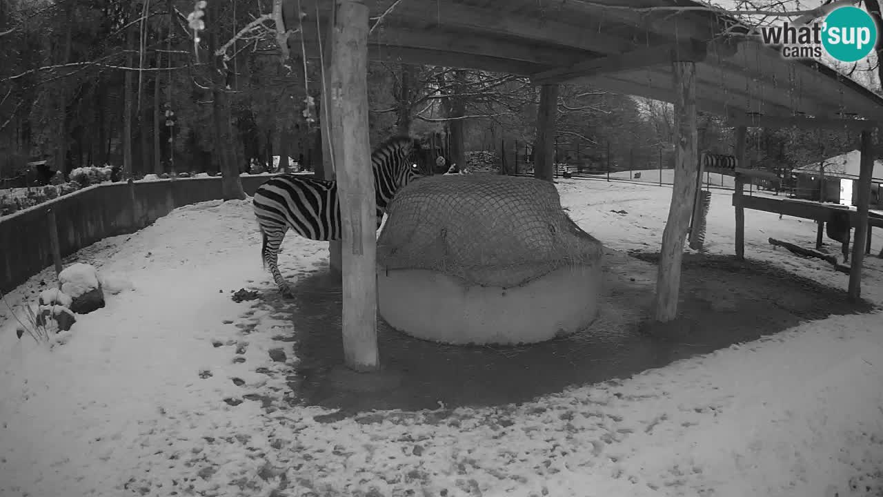 Live webcam Les zèbres in Ljubljana ZOO – Slovénie