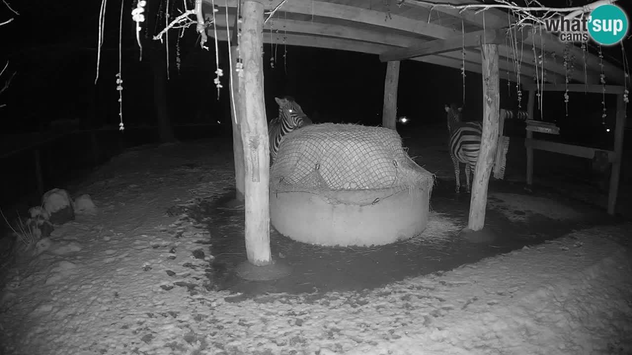 Live Webcam Zebras in Ljubljana ZOO – Slowenien