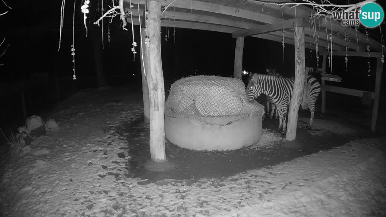 Live webcam Les zèbres in Ljubljana ZOO – Slovénie