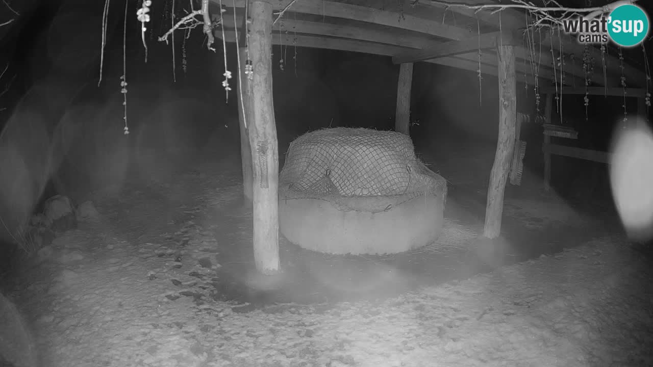 Live webcam Les zèbres in Ljubljana ZOO – Slovénie