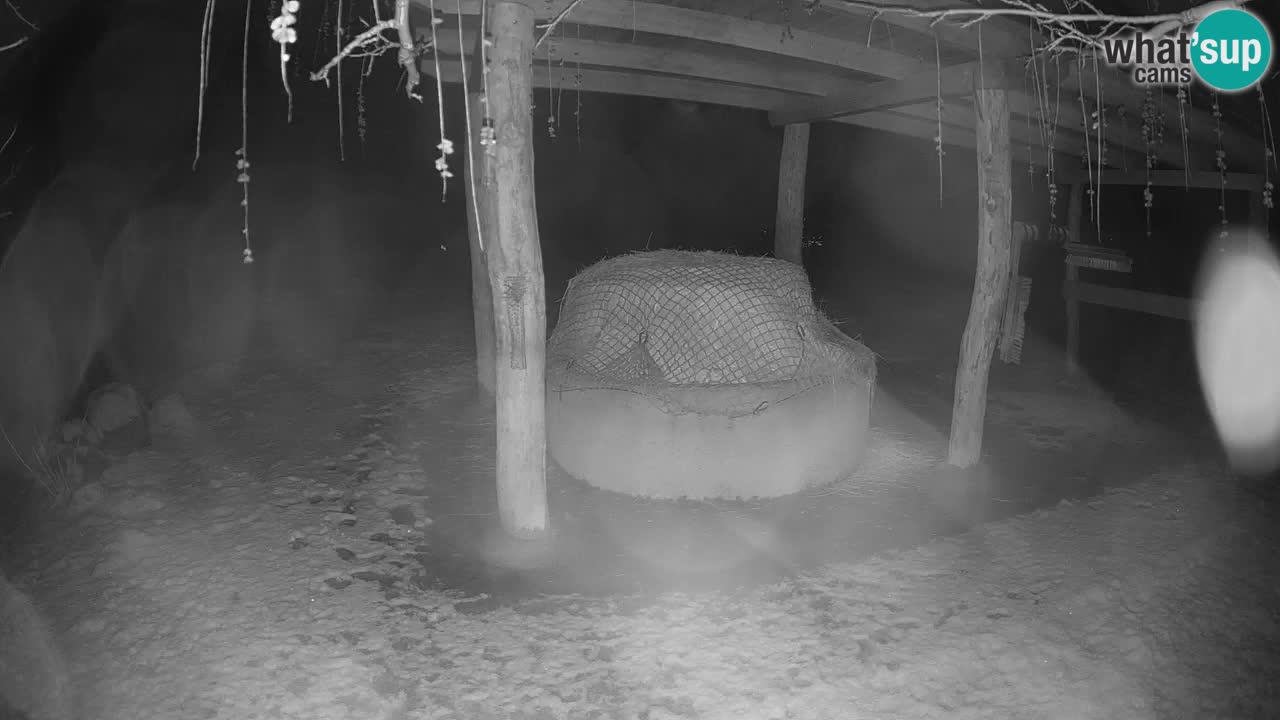 Live webcam Les zèbres in Ljubljana ZOO – Slovénie