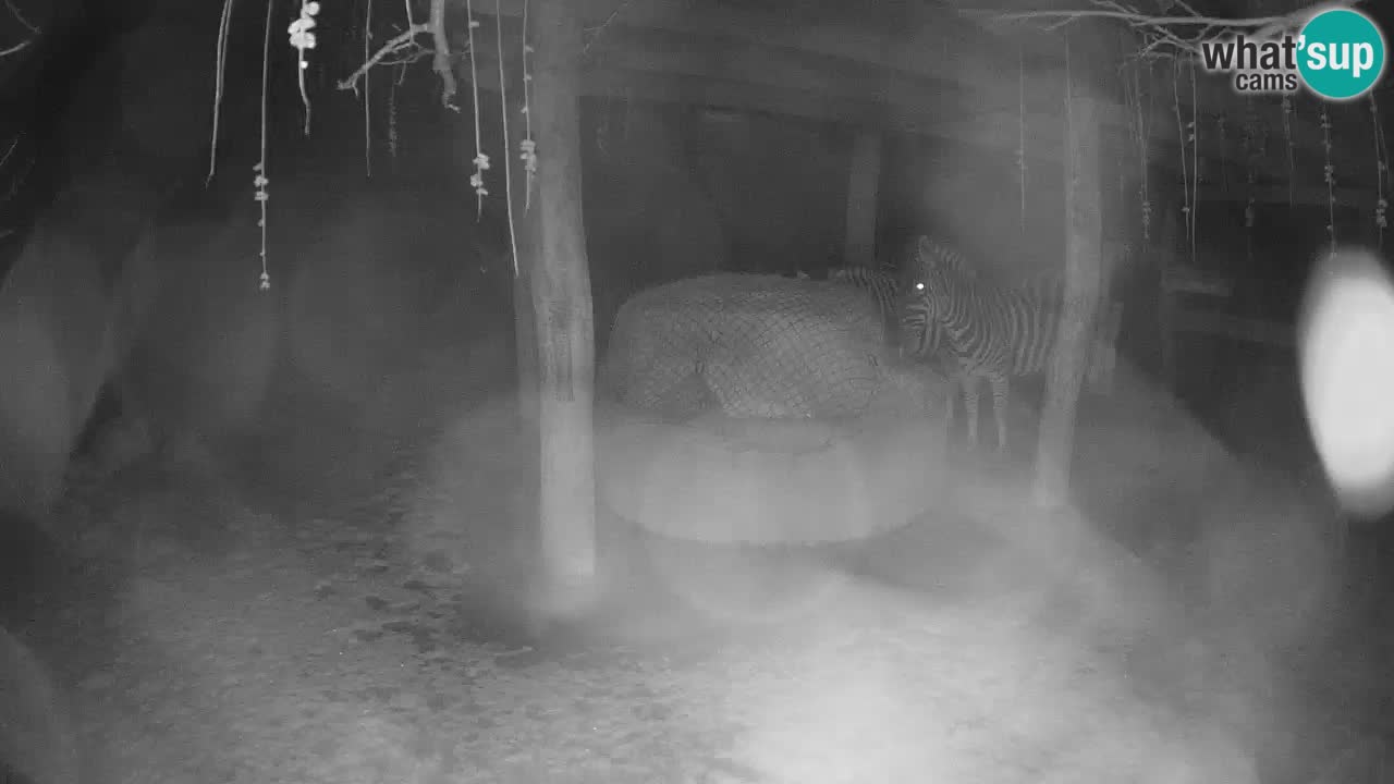 Live webcam Les zèbres in Ljubljana ZOO – Slovénie