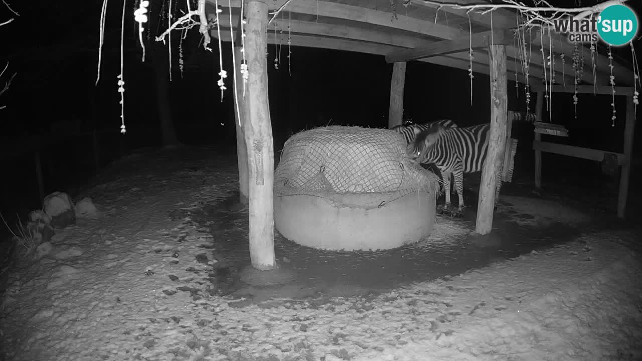 Live webcam Les zèbres in Ljubljana ZOO – Slovénie