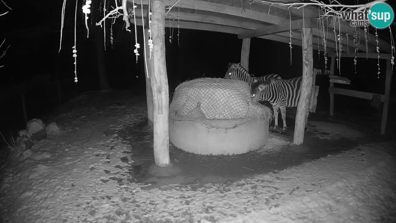 Live webcam Les zèbres in Ljubljana ZOO – Slovénie