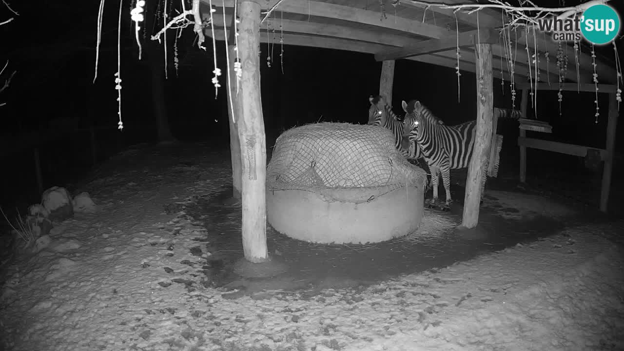 Live webcam Les zèbres in Ljubljana ZOO – Slovénie