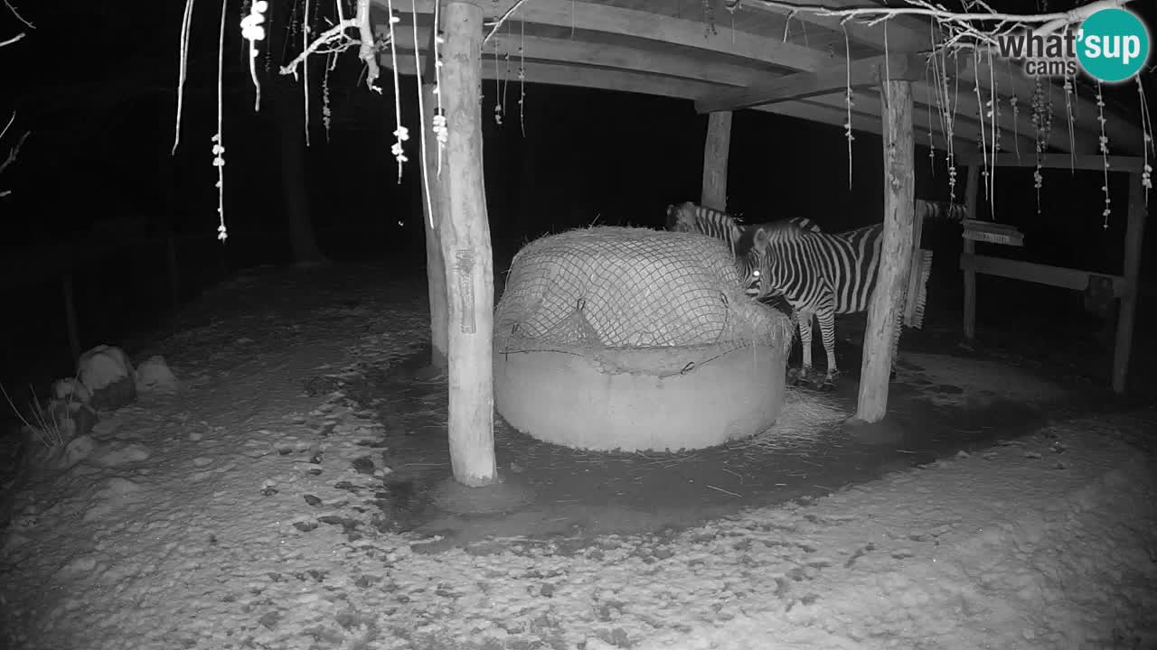 Live webcam Les zèbres in Ljubljana ZOO – Slovénie