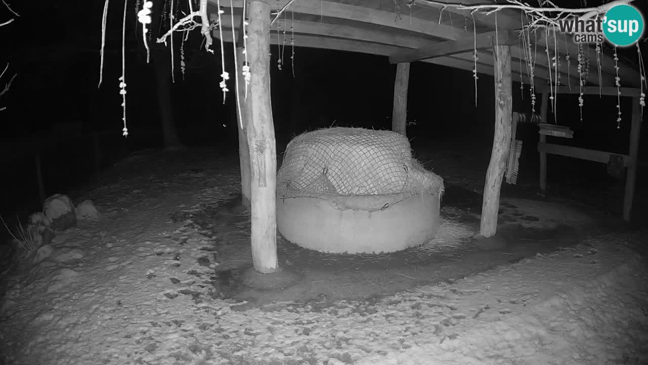 Live webcam Les zèbres in Ljubljana ZOO – Slovénie