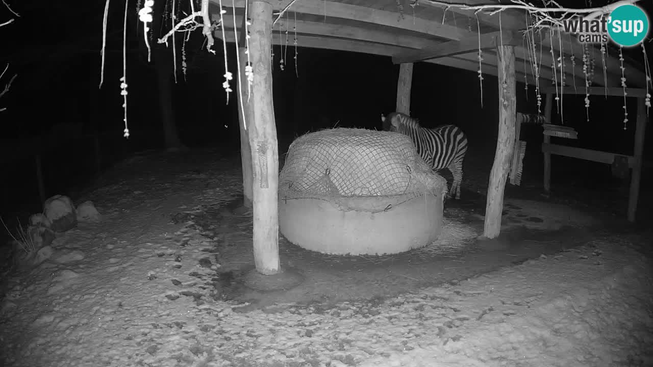 Live webcam Zebras in Ljubljana ZOO – Slovenia