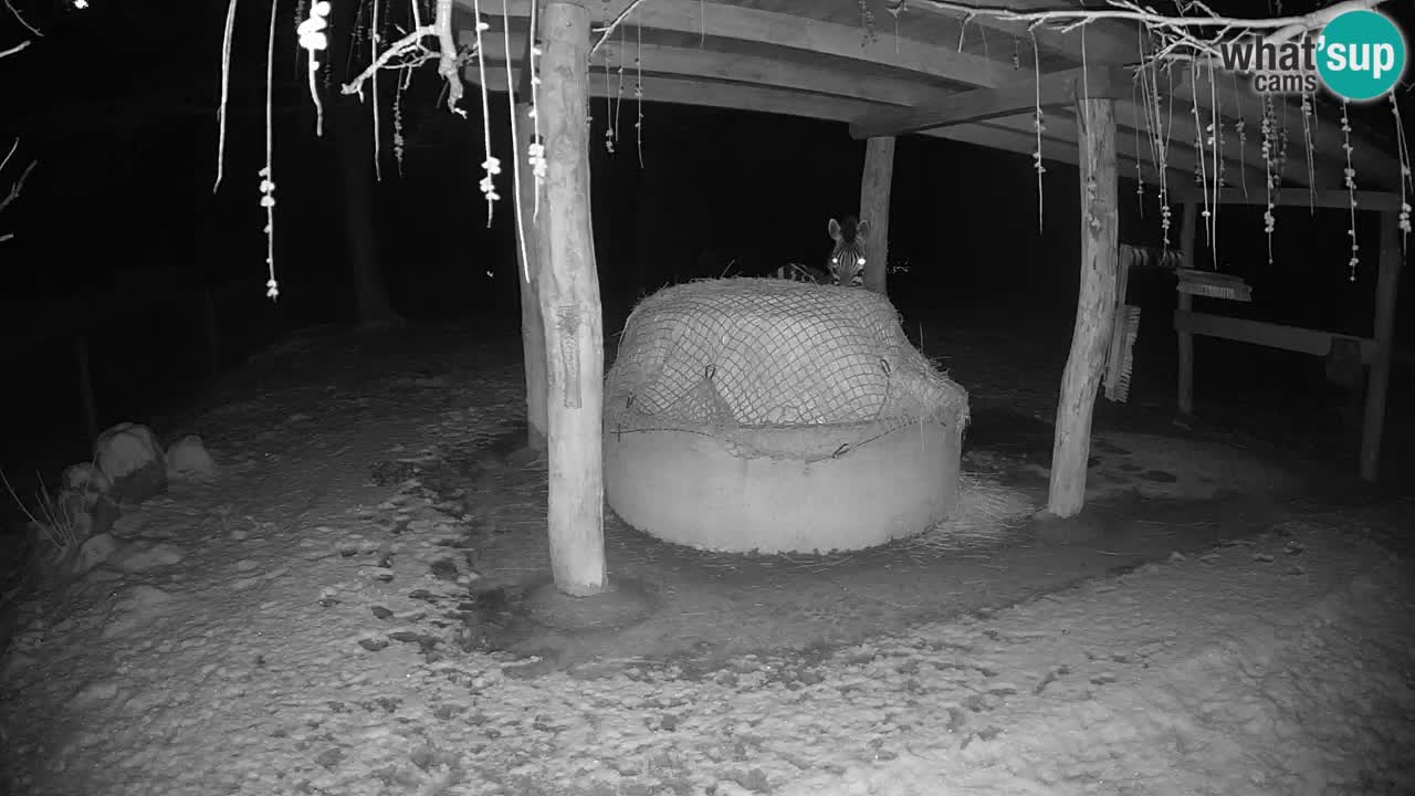 Live Webcam Zebras in Ljubljana ZOO – Slowenien