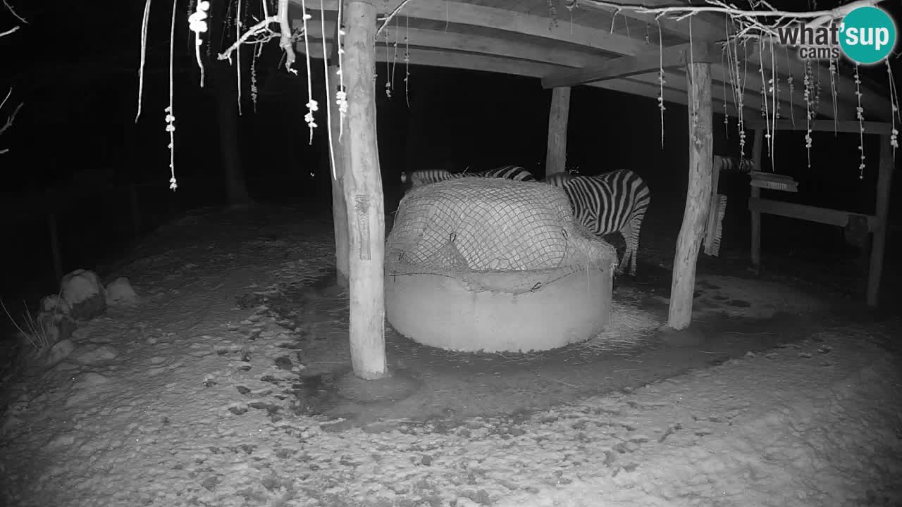 Live webcam Zebras in Ljubljana ZOO – Slovenia