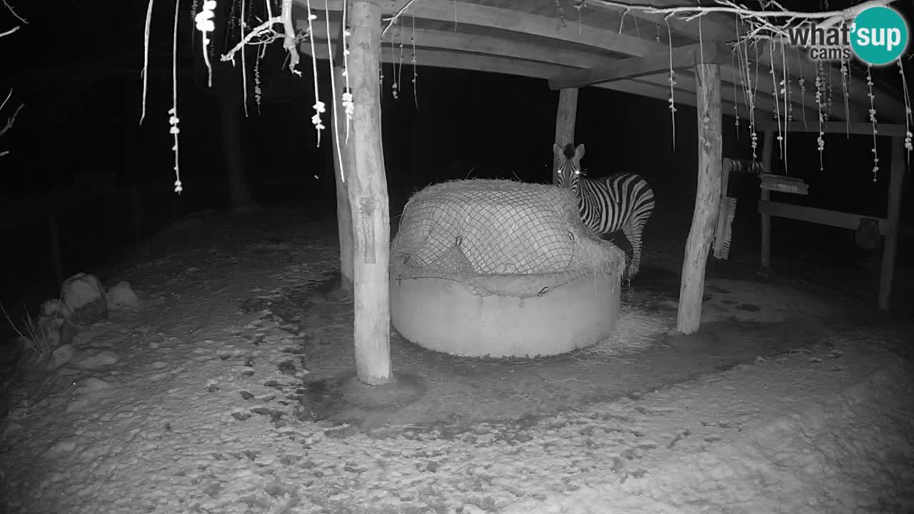 Live webcam Les zèbres in Ljubljana ZOO – Slovénie