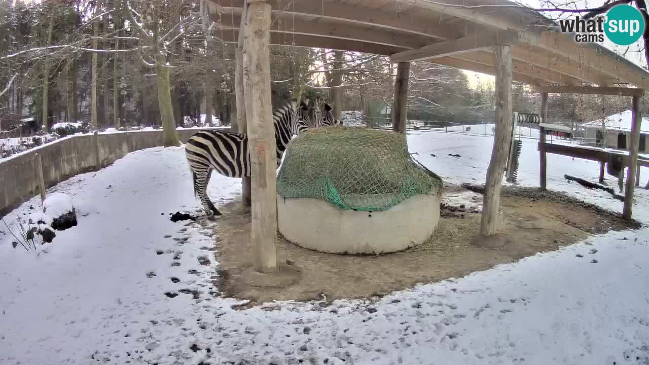 Live Webcam Zebras in Ljubljana ZOO – Slowenien