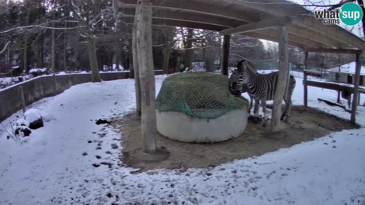 Live webcam Les zèbres in Ljubljana ZOO – Slovénie