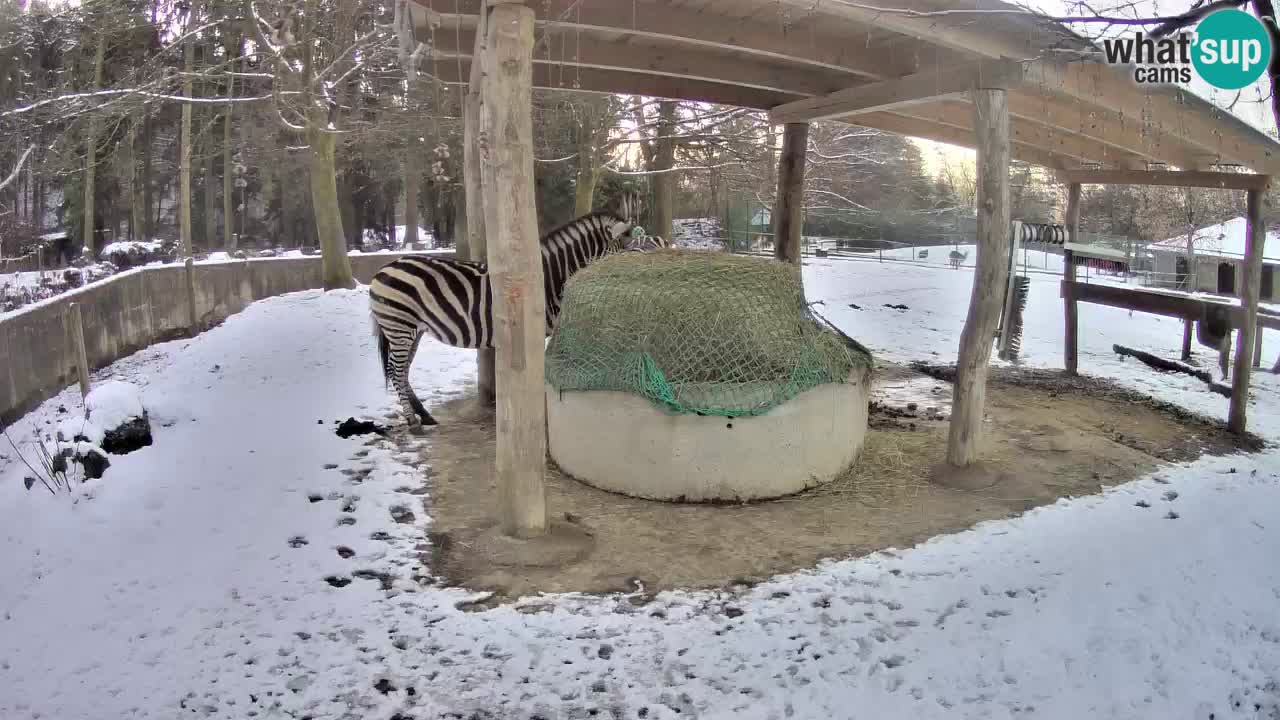 Live webcam Les zèbres in Ljubljana ZOO – Slovénie