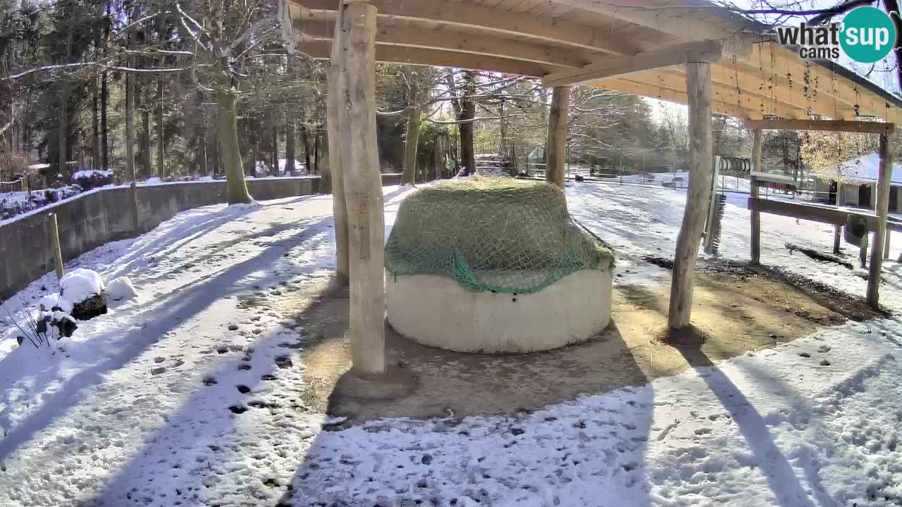 Live webcam Zebras in Ljubljana ZOO – Slovenia