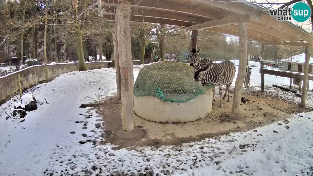 Live webcam Zebras in Ljubljana ZOO – Slovenia