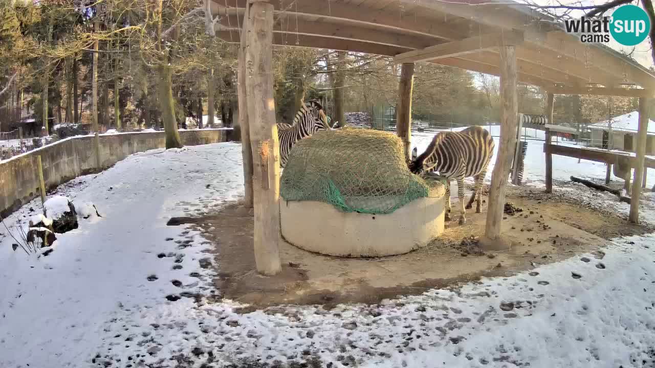 Live webcam Zebras in Ljubljana ZOO – Slovenia