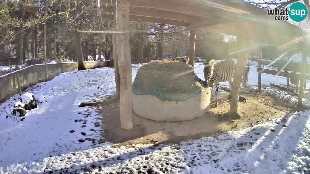 Live webcam Zebras in Ljubljana ZOO – Slovenia