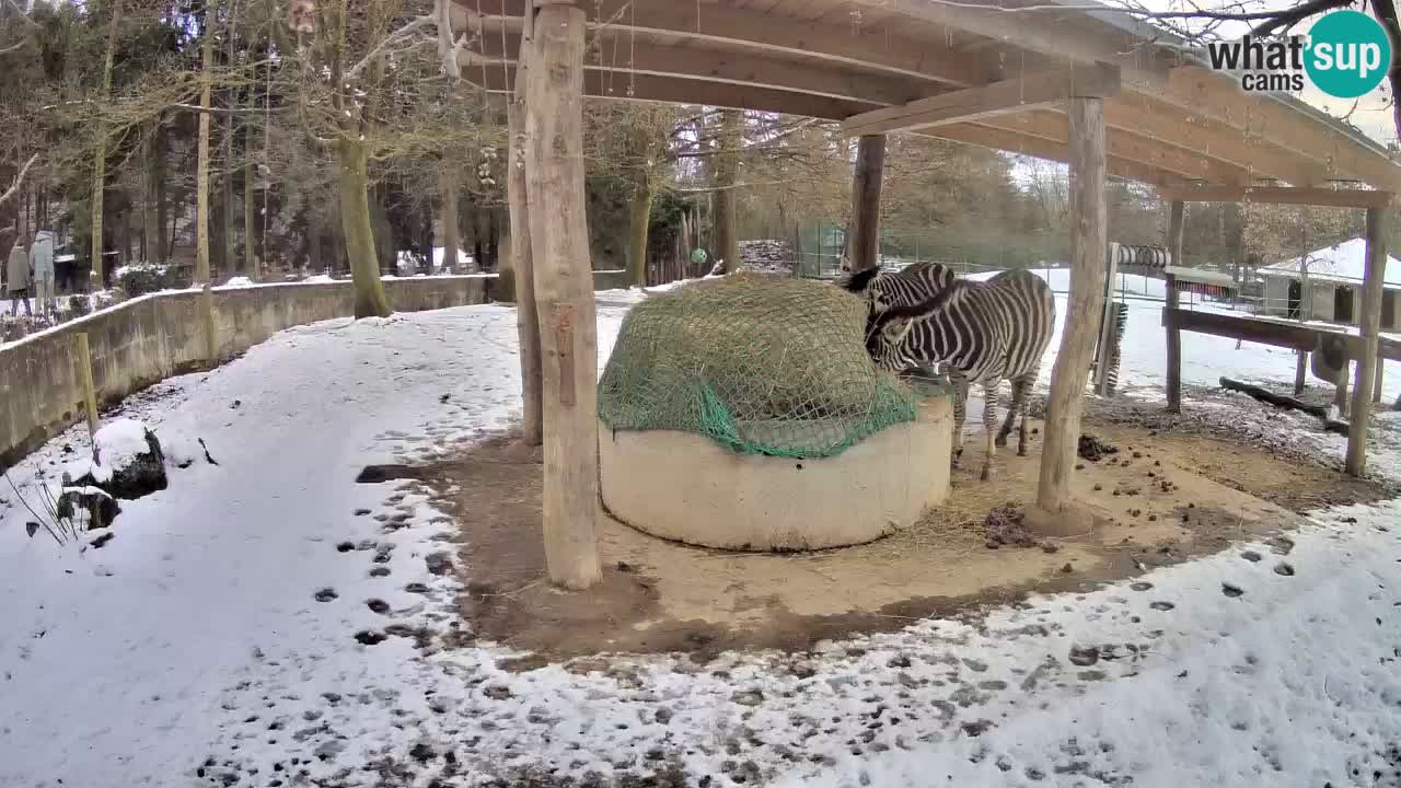 Live Webcam Zebras in Ljubljana ZOO – Slowenien