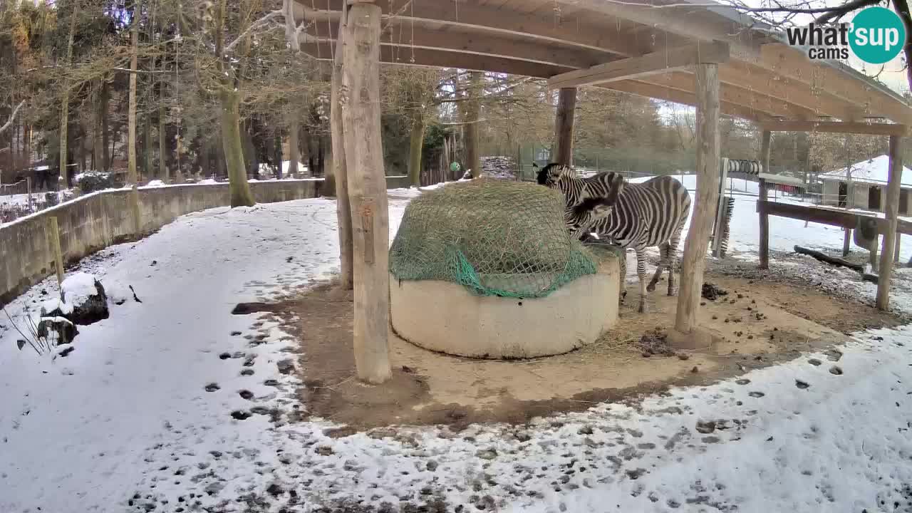 Live webcam Zebras in Ljubljana ZOO – Slovenia