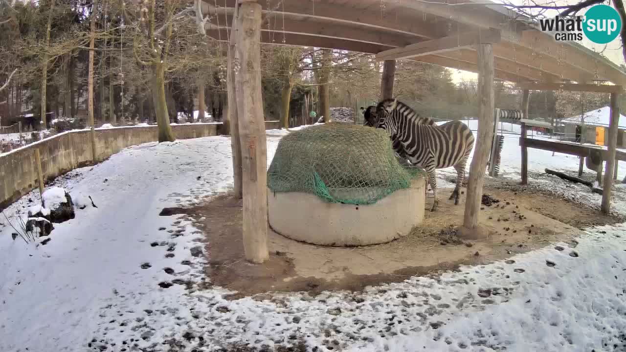 Le Zebre nello ZOO di Ljubljana – Slovenia Live webcam