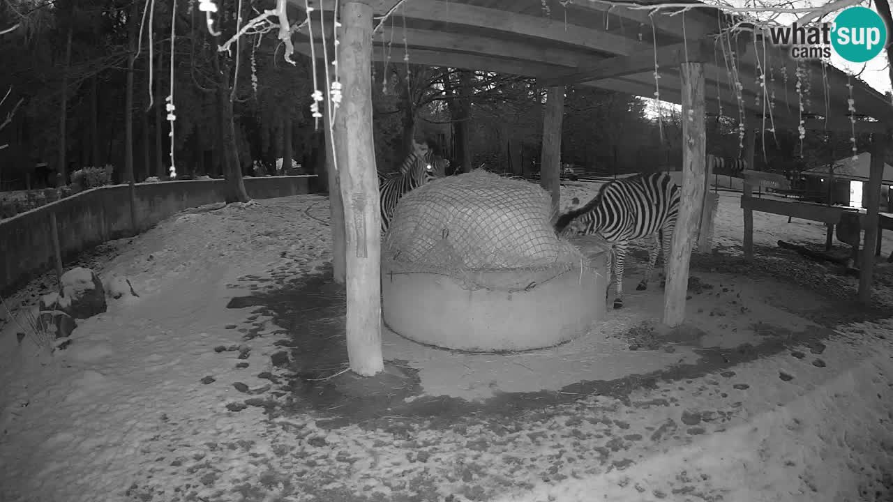 Le Zebre nello ZOO di Ljubljana – Slovenia Live webcam