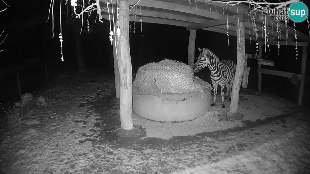 Le Zebre nello ZOO di Ljubljana – Slovenia Live webcam