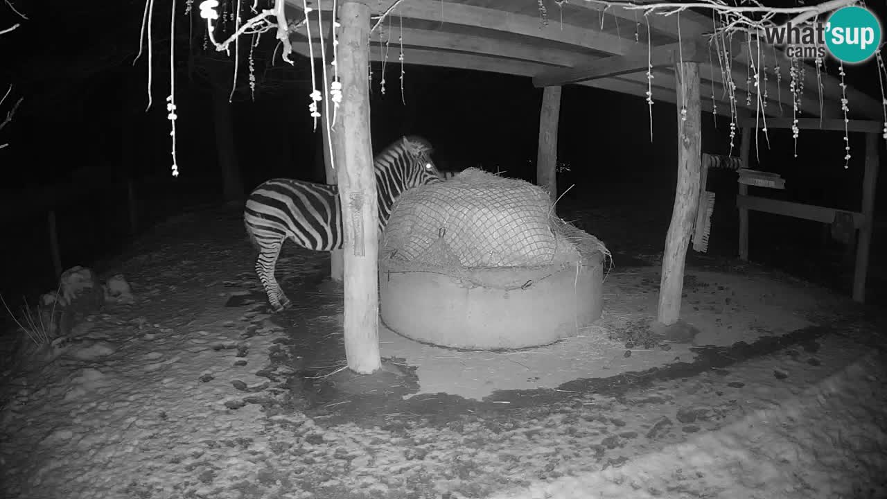 Le Zebre nello ZOO di Ljubljana – Slovenia Live webcam