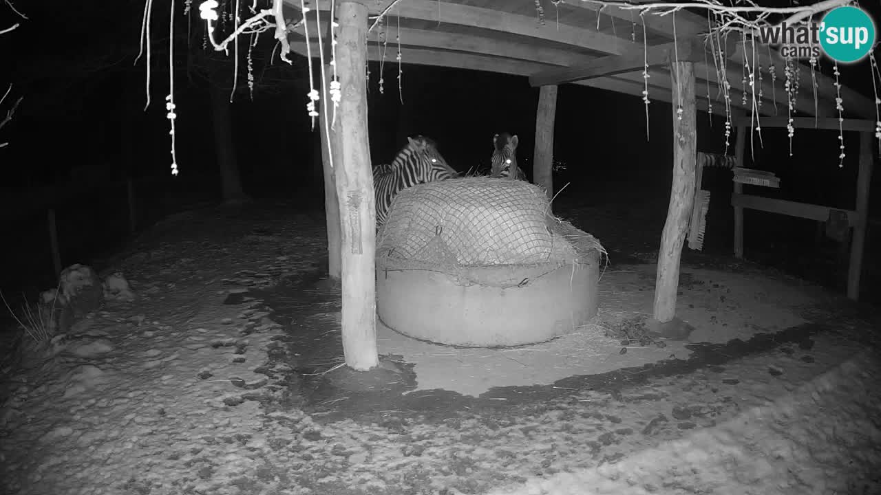 Le Zebre nello ZOO di Ljubljana – Slovenia Live webcam