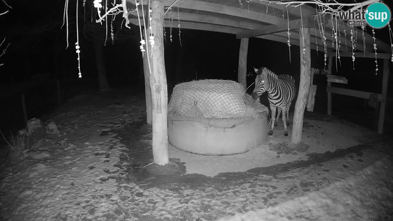 Live webcam Les zèbres in Ljubljana ZOO – Slovénie