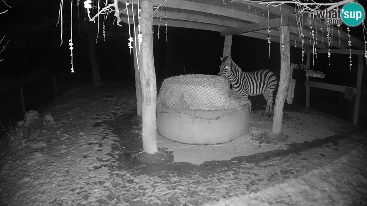 Live webcam Les zèbres in Ljubljana ZOO – Slovénie