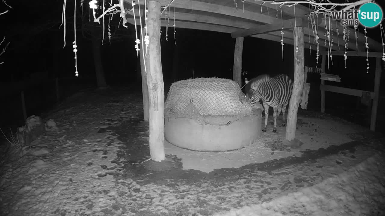 Zebre v živo v živalskem vrtu Ljubljana ZOO spletne kamere