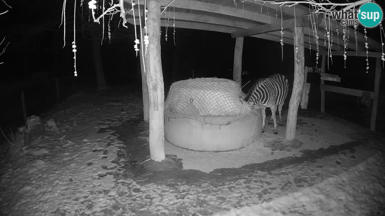 Le Zebre nello ZOO di Ljubljana – Slovenia Live webcam