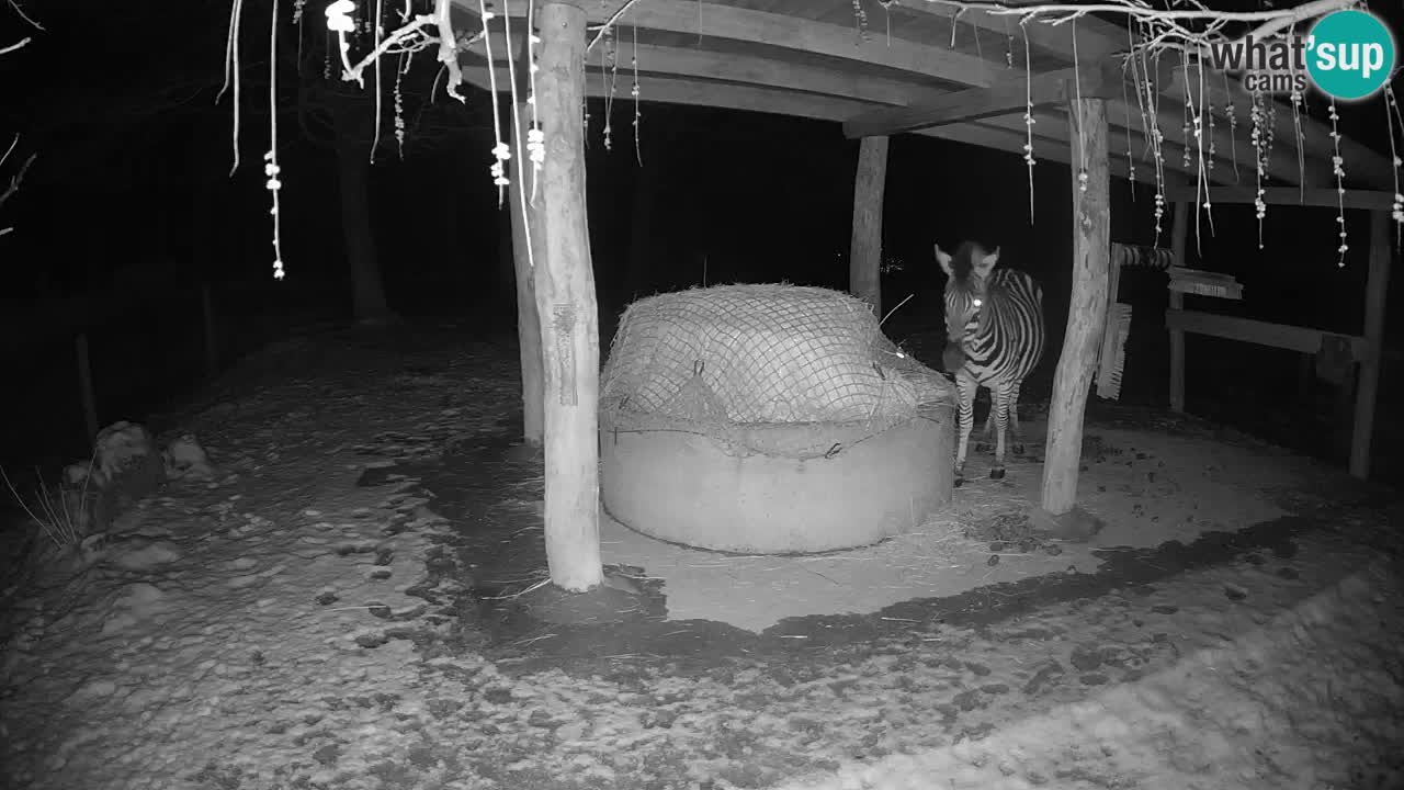 Zebre v živo v živalskem vrtu Ljubljana ZOO spletne kamere