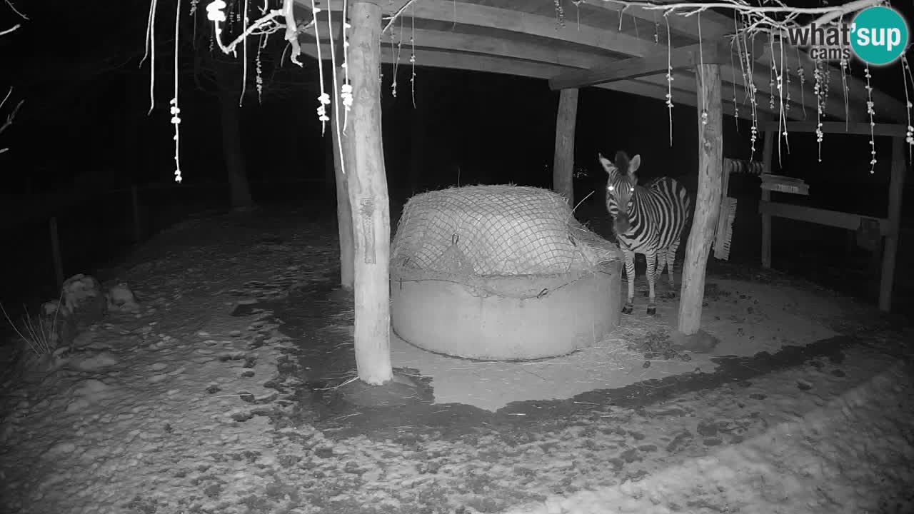 Le Zebre nello ZOO di Ljubljana – Slovenia Live webcam