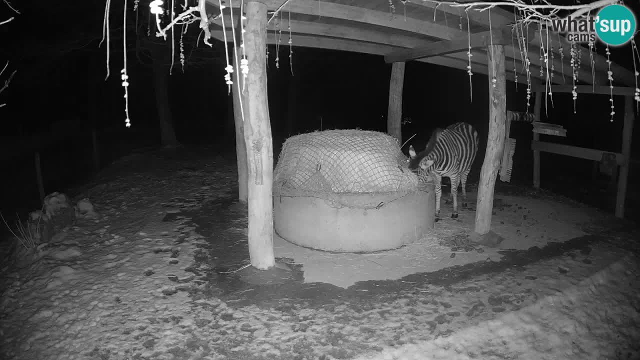 Live webcam Zebras in Ljubljana ZOO – Slovenia