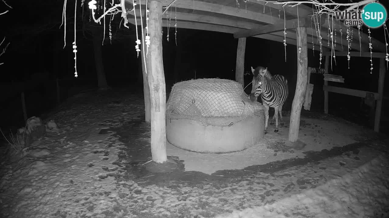 Zebre v živo v živalskem vrtu Ljubljana ZOO spletne kamere